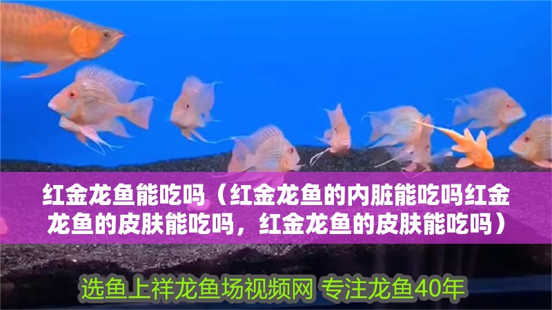 紅金龍魚能吃嗎（紅金龍魚的內臟能吃嗎紅金龍魚的皮膚能吃嗎，紅金龍魚的皮膚能吃嗎） 紅金龍魚能吃嗎（紅金龍魚的內臟能吃嗎紅金龍魚的皮膚能吃嗎，紅金龍魚的皮膚能吃嗎） 觀賞魚百科 第2張