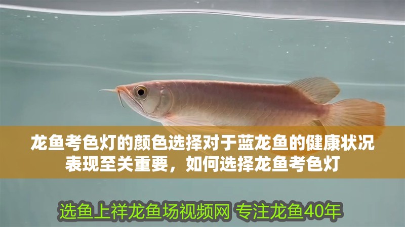 龍魚考色燈的顏色選擇對于藍龍魚的健康狀況表現至關重要，如何選擇龍魚考色燈