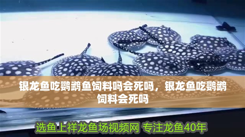 銀龍魚吃鸚鵡魚飼料嗎會死嗎，銀龍魚吃鸚鵡飼料會死嗎 銀龍魚吃鸚鵡魚飼料嗎會死嗎，銀龍魚吃鸚鵡飼料會死嗎 觀賞魚百科 第2張