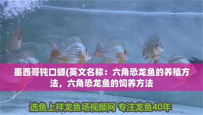 墨西哥鈍口螈(英文名稱：六角恐龍魚的養殖方法，六角恐龍魚的飼養方法