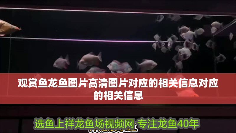 觀賞魚龍魚圖片高清圖片對應的相關信息對應的相關信息