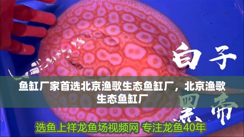 魚缸廠家首選北京漁歌生態魚缸廠，北京漁歌生態魚缸廠 魚缸廠家首選北京漁歌生態魚缸廠，北京漁歌生態魚缸廠 觀賞魚百科 第4張