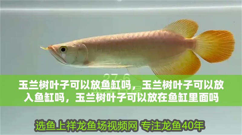 玉蘭樹葉子可以放魚缸嗎，玉蘭樹葉子可以放入魚缸嗎，玉蘭樹葉子可以放在魚缸里面嗎