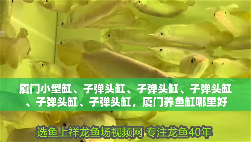 廈門小型缸、子彈頭缸、子彈頭缸、子彈頭缸、子彈頭缸、子彈頭缸，廈門養魚缸哪里好