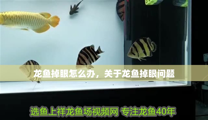 龍魚掉眼怎么辦，關于龍魚掉眼問題
