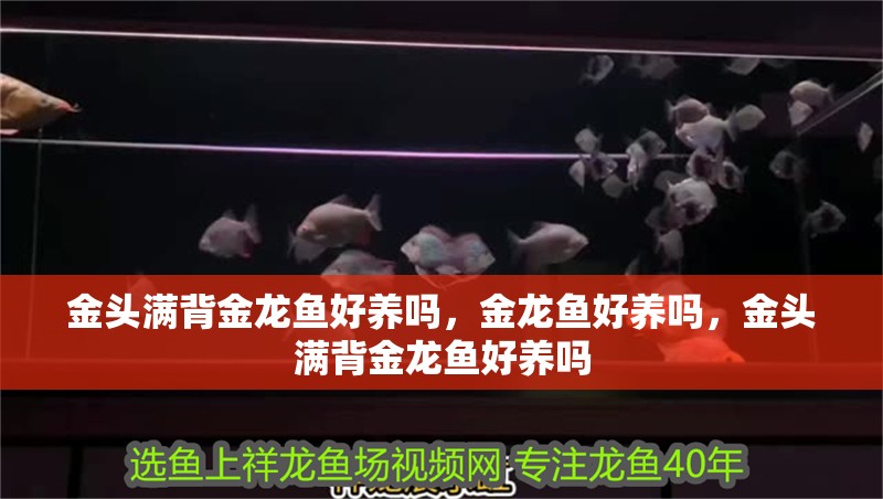 金頭滿背金龍魚好養嗎，金龍魚好養嗎，金頭滿背金龍魚好養嗎