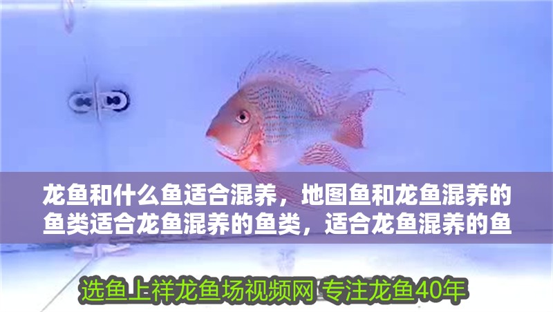 龍魚和什么魚適合混養，地圖魚和龍魚混養的魚類適合龍魚混養的魚類，適合龍魚混養的魚類