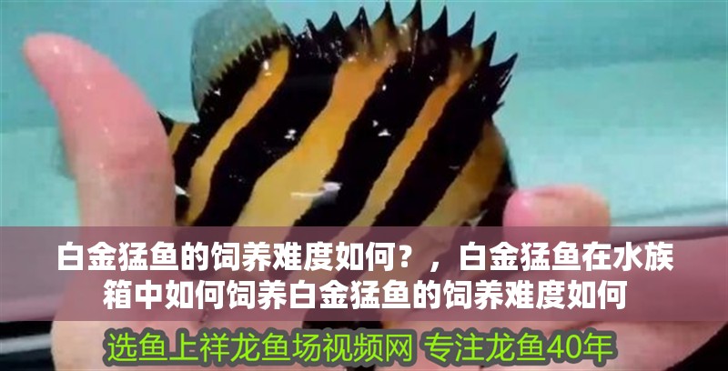 白金猛魚的飼養(yǎng)難度如何？，白金猛魚在水族箱中如何飼養(yǎng)白金猛魚的飼養(yǎng)難度如何