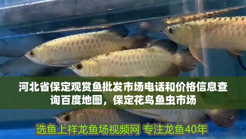 河北省保定觀賞魚批發市場電話和價格信息查詢百度地圖，保定花鳥魚蟲市場 河北省保定觀賞魚批發市場電話和價格信息查詢百度地圖，保定花鳥魚蟲市場 觀賞魚百科 第2張