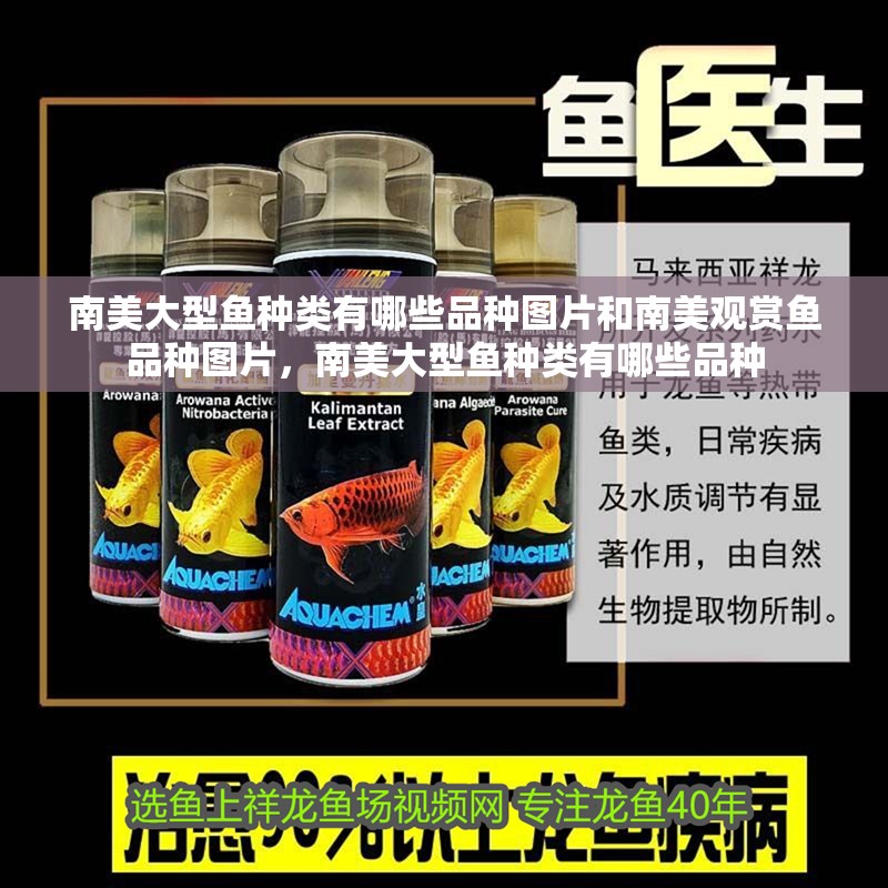 南美大型魚種類有哪些品種圖片和南美觀賞魚品種圖片，南美大型魚種類有哪些品種