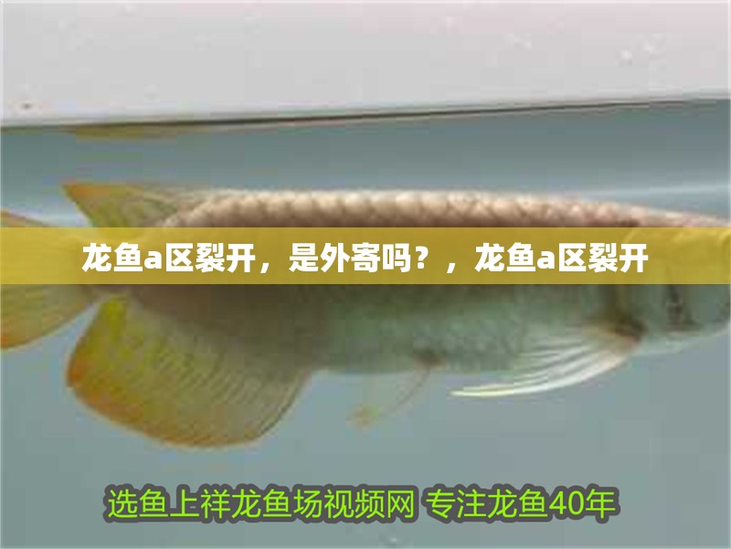 龍魚a區裂開，是外寄嗎？，龍魚a區裂開