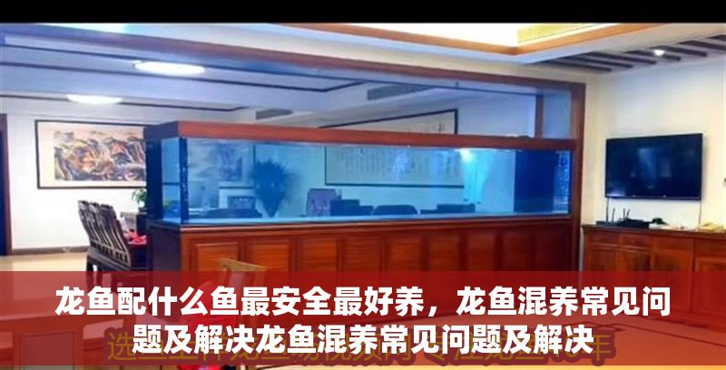 龍魚配什么魚最安全最好養(yǎng)，龍魚混養(yǎng)常見問題及解決龍魚混養(yǎng)常見問題及解決