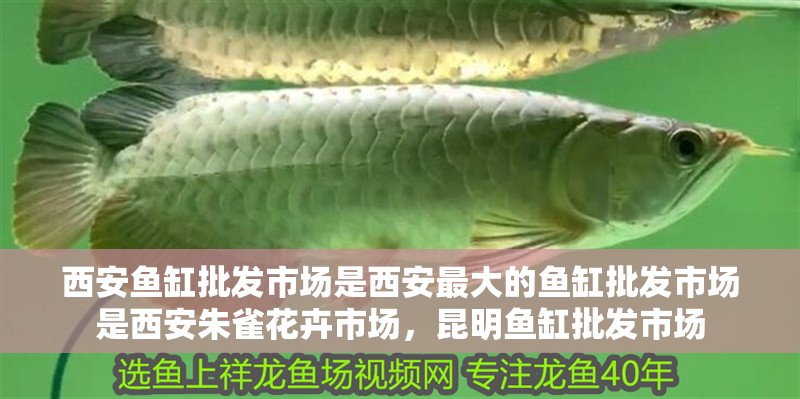 <strong><mark>西安</mark></strong>魚缸批發市場是<strong><mark>西安</mark></strong>最大的魚缸批發市場是<strong><mark>西安</mark></strong>朱雀花卉市場，昆明魚缸批發市場