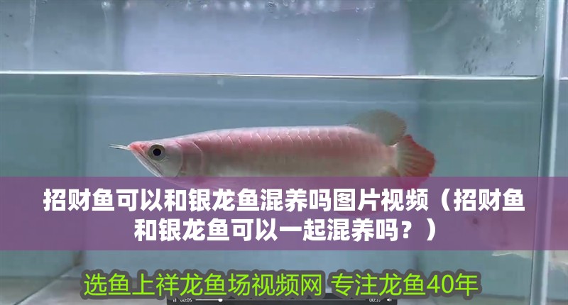 招財魚可以和銀龍魚混養嗎圖片視頻（招財魚和銀龍魚可以一起混養嗎？）