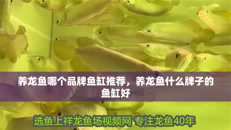 養(yǎng)龍魚哪個(gè)品牌魚缸推薦，養(yǎng)龍魚什么牌子的魚缸好