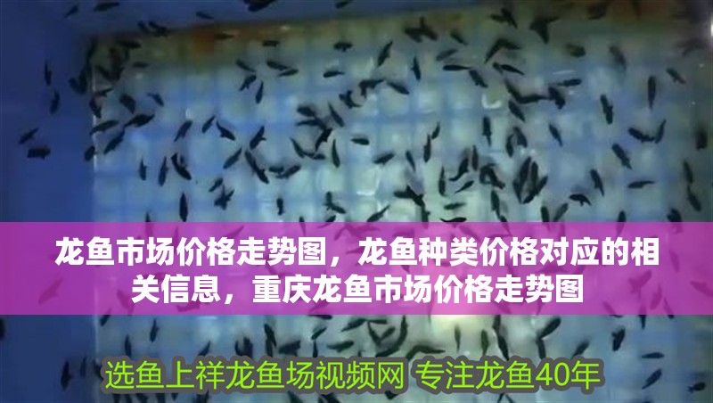 龍魚市場價格走勢圖，龍魚種類價格對應的相關信息，重慶龍魚市場價格走勢圖 龍魚市場價格走勢圖，龍魚種類價格對應的相關信息，重慶龍魚市場價格走勢圖 觀賞魚百科 第2張
