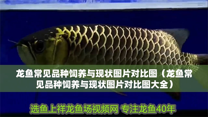 龍魚常見品種飼養與現狀圖片對比圖（龍魚常見品種飼養與現狀圖片對比圖大全）