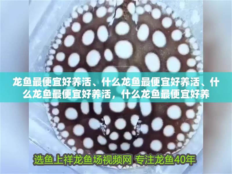 龍魚(yú)最便宜好養(yǎng)活、什么龍魚(yú)最便宜好養(yǎng)活、什么龍魚(yú)最便宜好養(yǎng)活，什么龍魚(yú)最便宜好養(yǎng)