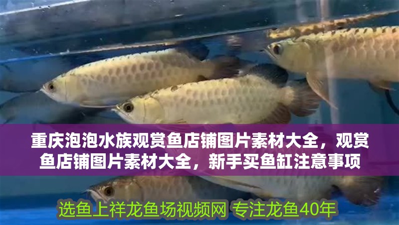 重慶泡泡水族觀賞魚店鋪圖片素材大全，觀賞魚店鋪圖片素材大全，新手買魚缸注意事項