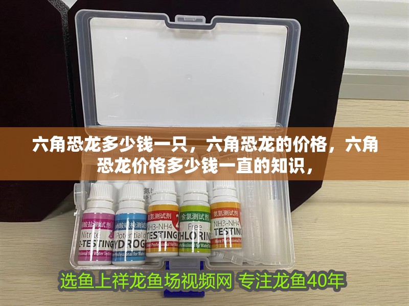 六角恐龍多少錢一只,六角恐龍的價格,六角恐龍價格多少錢一直的知識, 觀賞魚百科 第2張 六角恐龍多少錢一只,六角恐龍的價格,六角恐龍價格多少錢一直的知識, 六角恐龍多少錢一只,六角恐龍的價格,六角恐龍價格多少錢一直的知識, 觀賞魚百科 第2張