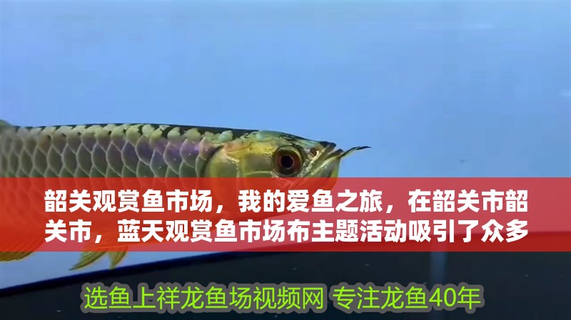 韶關觀賞魚市場，我的愛魚之旅，在韶關市韶關市，藍天觀賞魚市場布主題活動吸引了眾多市民