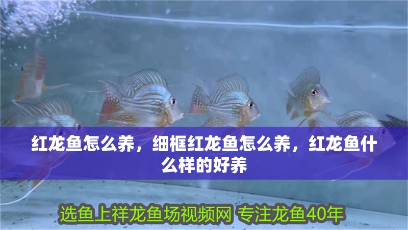 紅龍魚怎么養，細框紅龍魚怎么養，紅龍魚什么樣的好養 紅龍魚怎么養，細框紅龍魚怎么養，紅龍魚什么樣的好養 觀賞魚百科 第2張