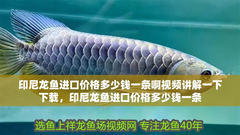 印尼龍魚進口價格多少錢一條啊視頻講解一下下載，印尼龍魚進口價格多少錢一條
