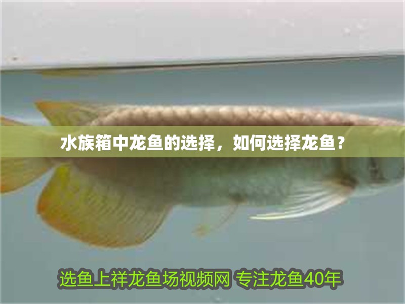 水族箱中龍魚的選擇，如何選擇龍魚？