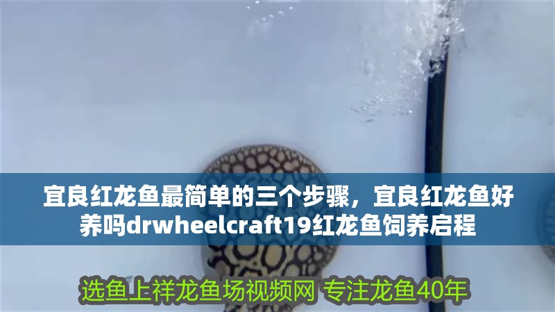 宜良紅龍魚最簡單的三個步驟，宜良紅龍魚好養嗎drwheelcraft19紅龍魚飼養啟程
