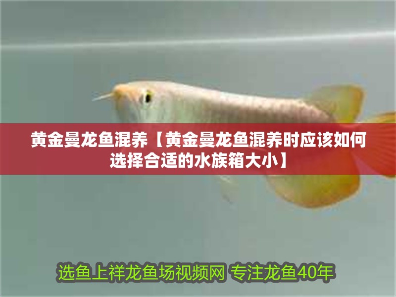 黃金曼龍魚混養【黃金曼龍魚混養時應該如何選擇合適的水族箱大小】