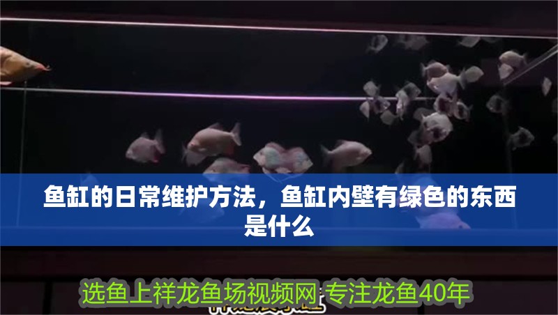 魚缸的日常維護方法，魚缸內壁有綠色的東西是什么