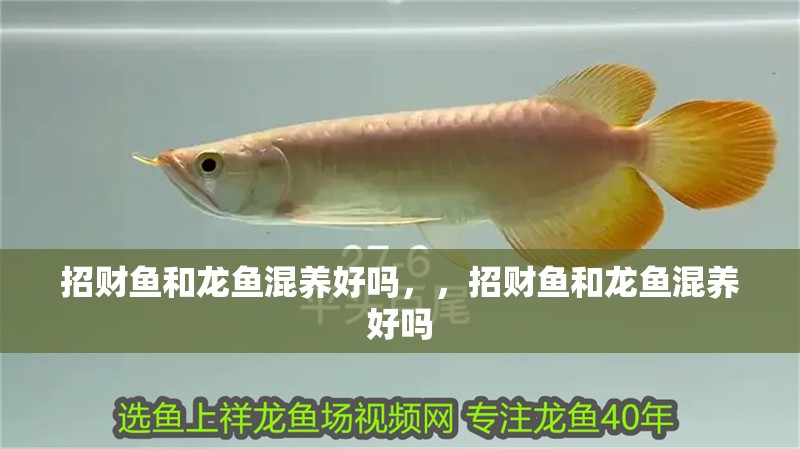 招財魚和龍魚混養好嗎，，招財魚和龍魚混養好嗎
