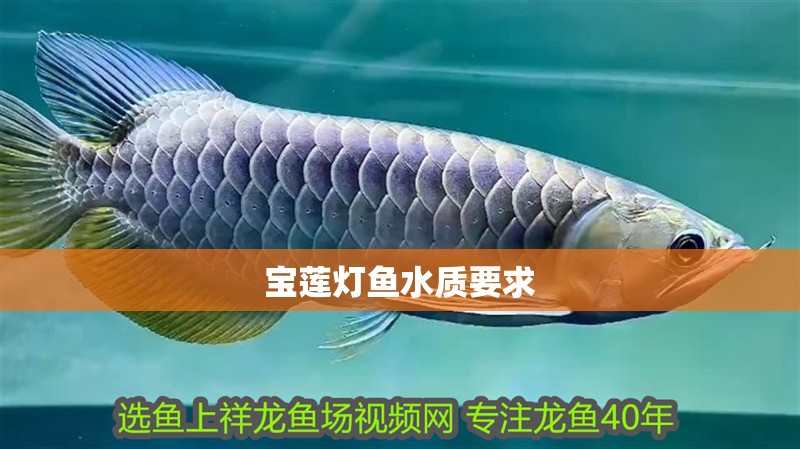 寶蓮燈魚水質要求
