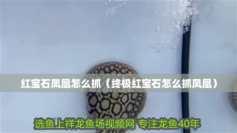 紅寶石鳳凰怎么抓（終極紅寶石怎么抓鳳凰） 紅寶石鳳凰怎么抓（終極紅寶石怎么抓鳳凰） 觀賞魚百科 第1張