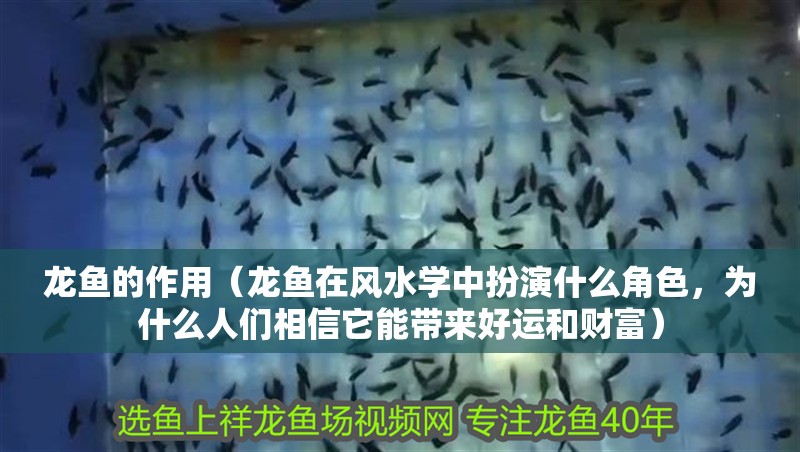 龍魚的作用（龍魚在風水學中扮演什么角色，為什么人們相信它能帶來好運和財富）