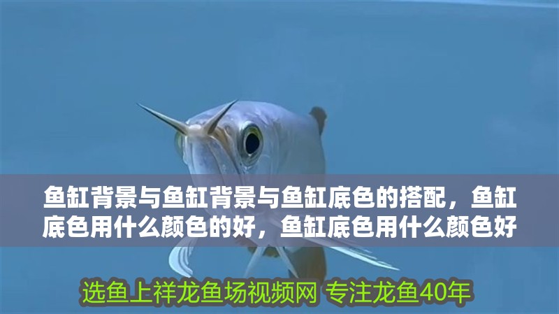魚缸背景與魚缸背景與魚缸底色的搭配，魚缸底色用什么顏色的好，魚缸底色用什么顏色好