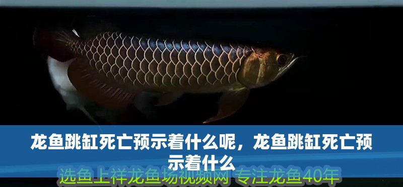 龍魚跳缸死亡預示著什么呢，龍魚跳缸死亡預示著什么