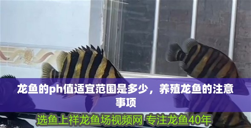 龍魚的ph值適宜范圍是多少，養殖龍魚的注意事項