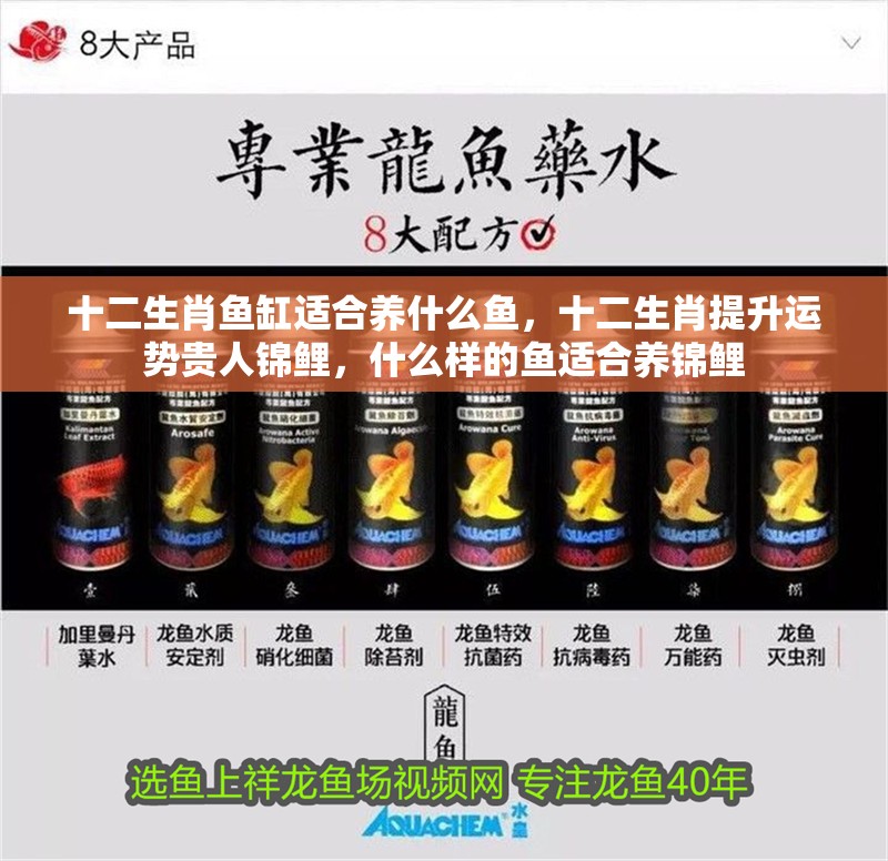 十二生肖魚(yú)缸適合養(yǎng)什么魚(yú)，十二生肖提升運(yùn)勢(shì)貴人錦鯉，什么樣的魚(yú)適合養(yǎng)錦鯉
