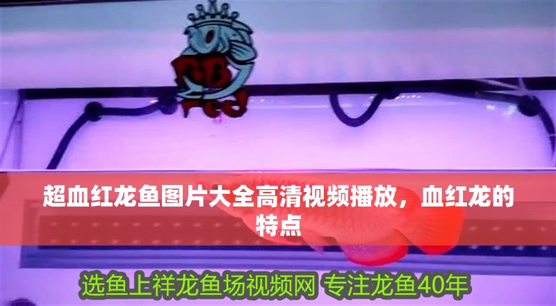 超血紅龍魚圖片大全高清視頻播放，血紅龍的特點