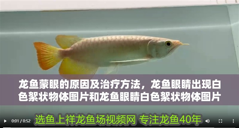 龍魚蒙眼的原因及治療方法，龍魚眼睛出現白色絮狀物體圖片和龍魚眼睛白色絮狀物體圖片