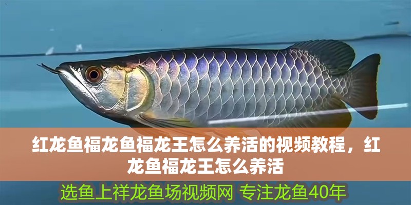 紅龍魚福龍魚福龍王怎么養活的視頻教程，紅龍魚福龍王怎么養活