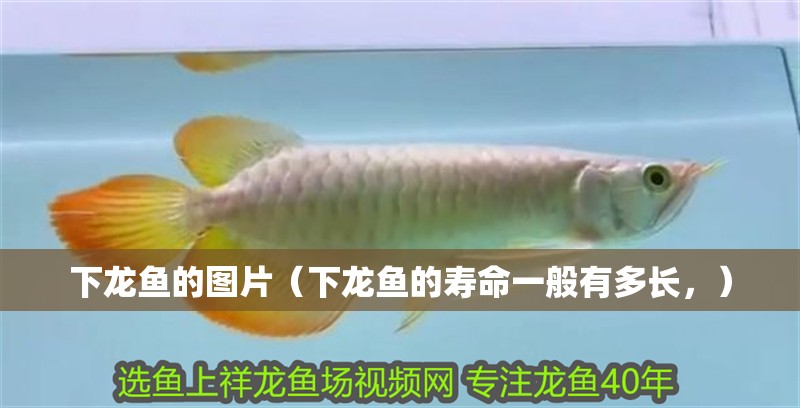 下龍魚的圖片（下龍魚的壽命一般有多長，） 下龍魚的圖片（下龍魚的壽命一般有多長，） 觀賞魚百科 第2張