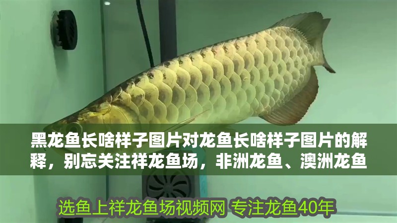 黑龍魚長啥樣子圖片對龍魚長啥樣子圖片的解釋，別忘關注祥龍魚場，非洲龍魚、澳洲龍魚、非洲龍魚、澳洲星點龍魚、澳洲星點龍魚