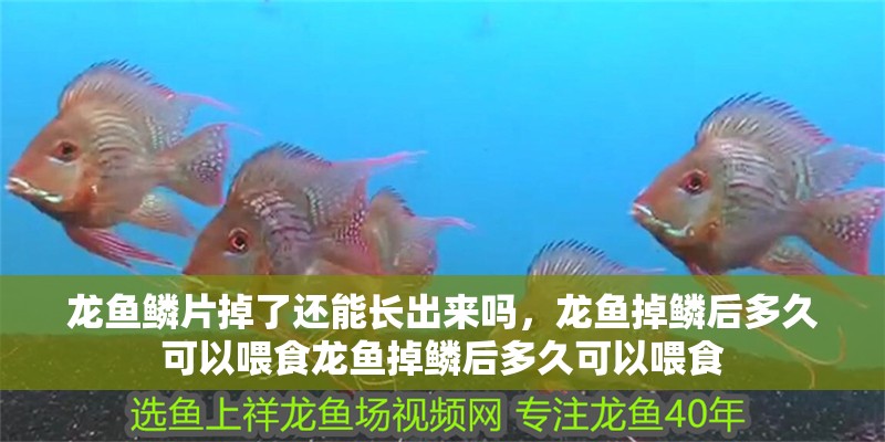 龍魚鱗片掉了還能長(zhǎng)出來嗎，龍魚掉鱗后多久可以喂食龍魚掉鱗后多久可以喂食
