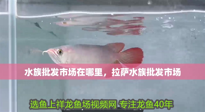 水族批發市場在哪里，拉薩水族批發市場 水族批發市場在哪里，拉薩水族批發市場 觀賞魚百科 第2張