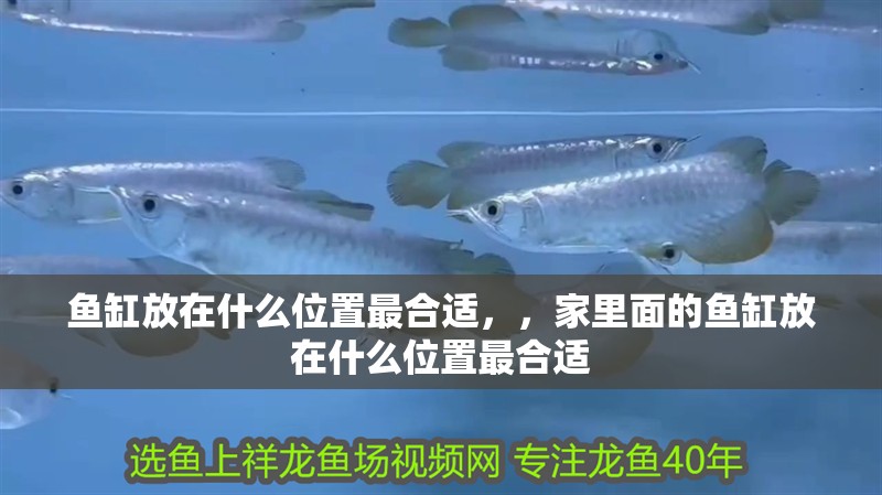 魚缸放在什么位置最合適，，家里面的魚缸放在什么位置最合適