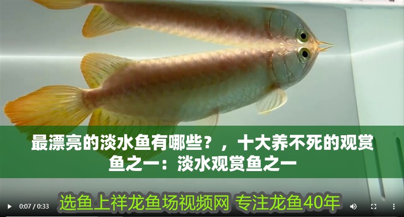 最漂亮的淡水魚有哪些？，十大養(yǎng)不死的觀賞魚之一：淡水觀賞魚之一