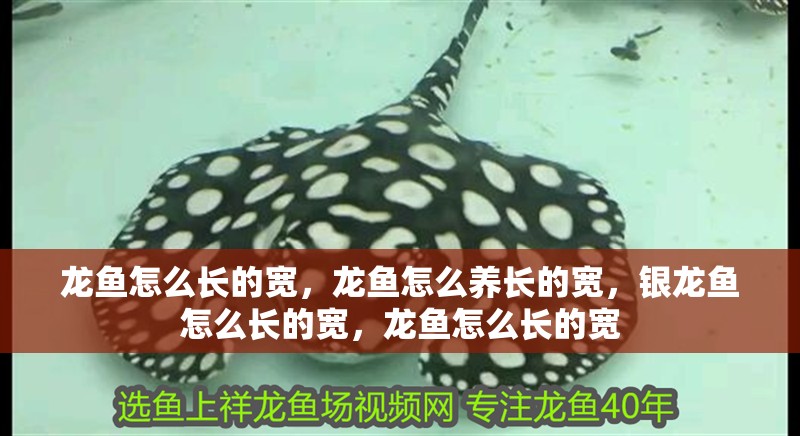 龍魚怎么長的寬，龍魚怎么養長的寬，銀龍魚怎么長的寬，龍魚怎么長的寬