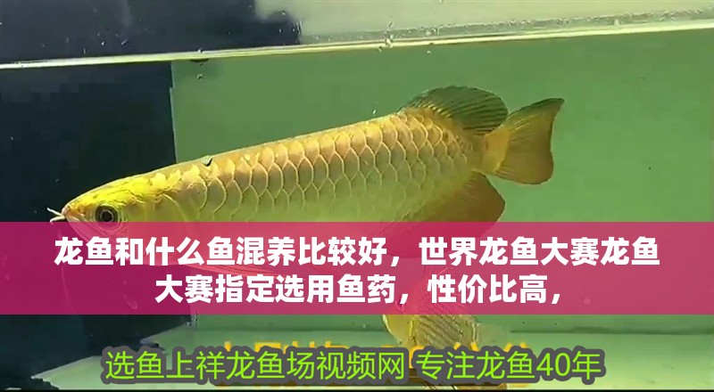 龍魚和什么魚混養比較好，世界龍魚大賽龍魚大賽指定選用魚藥，性價比高，
